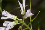 Cutleaf toothwort